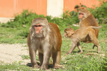 A flock of wild monkeys