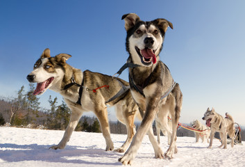 Close up of a sled dog team in action, heading towards the camer