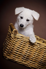 Weisser Schäferhund - white DOG - Welpen