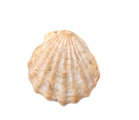 seashell