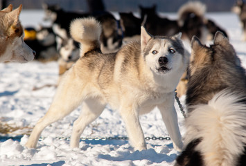 Sled Dogs