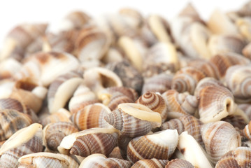 seashell