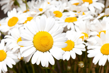 camomile