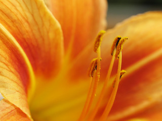 lily