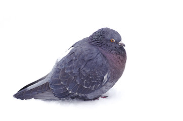 gray pigeon