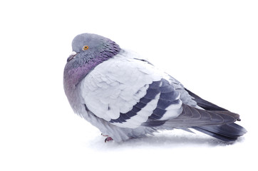 pigeon