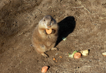 Prairie dog in Berlin Zoo, Germany.
