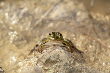 frosch