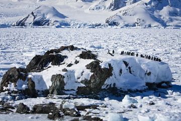 a large group of penguins