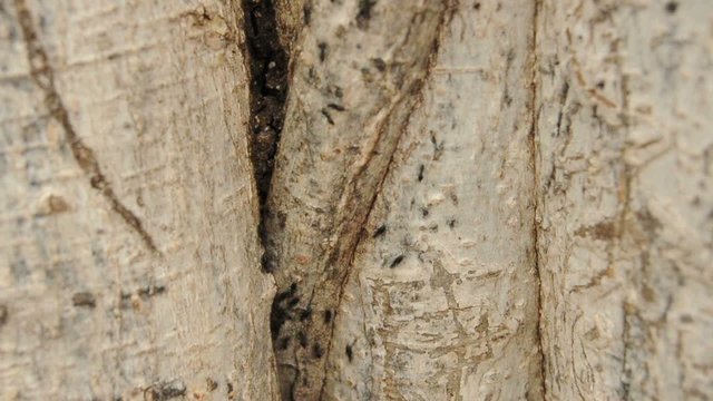 Ant Colony Walking on a tree