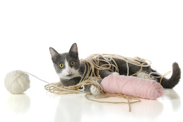 Yarn-Tangled Kitty