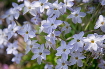 flower(Ipheion_uniflorum)_002