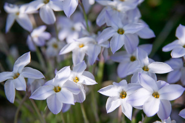 flower(Ipheion_uniflorum)_001