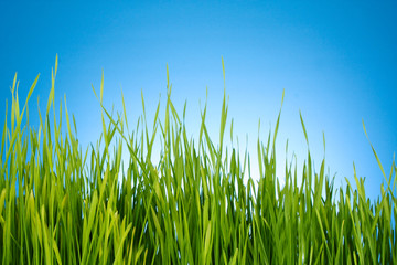 Fototapeta premium green grass on blue background