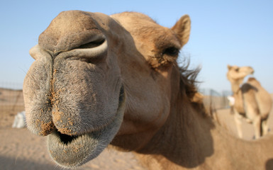 Dubai and Abu Dhabi UAE Desert Camel