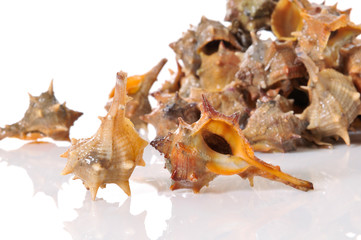 Obraz na płótnie Canvas conch shells on white background