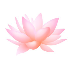 Fototapeta premium Pink lotus or water lily flower. Vector