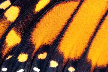 Foto op Plexiglas Vlinder Vlindervleugel, Monarch, Kroontjeskruid, Zwerver, Danaus plexippus