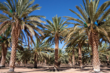 Fototapeta na wymiar date palm farm