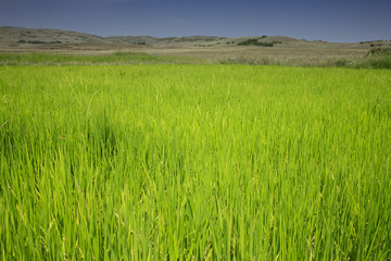 Field and mountains