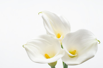 Naklejka na ściany i meble Kwiat koloru białego