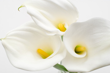 Naklejka na ściany i meble Kwiat koloru białego