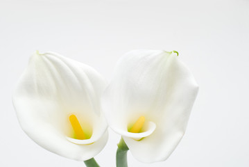 Obraz na płótnie Canvas 白いカラーの花