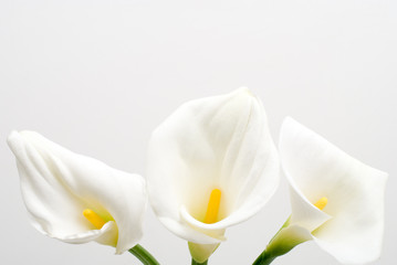 Obraz na płótnie Canvas 白いカラーの花
