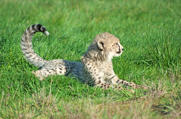Cheetah (A. Jubatus) cub rests in the grass