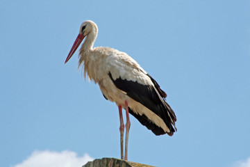 Donaukreuzfahrt: Storch auf Haus in Mohács