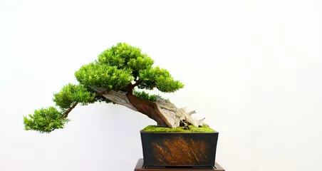 Foto auf Acrylglas Bonsai Bonsai