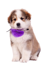 furry bucovinean shepard puppy