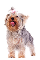 small yorkshire terrier licking its nose