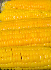 Corn ears 9