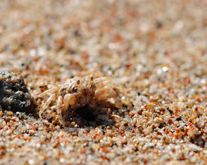 Краб. Макро