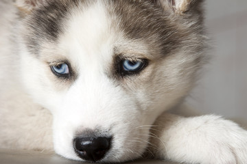 puppy of siberian husky