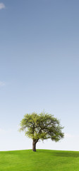 Fototapeta na wymiar Vertical Panorama of an Apple Tree on a Meadow
