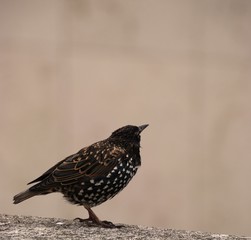 Tordo