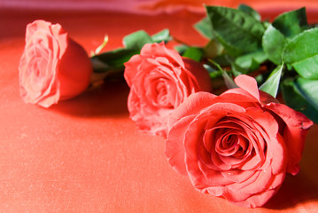 three rose