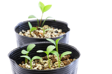 クリスマスローズの発芽