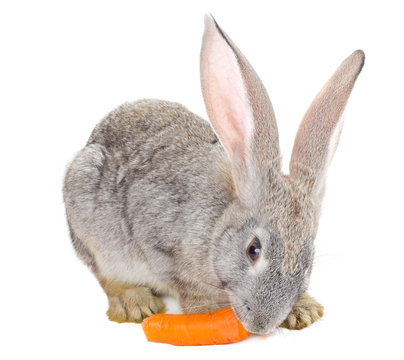 gray rabbit eating carrot