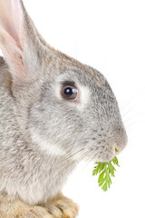close-up rabbit eating leaf