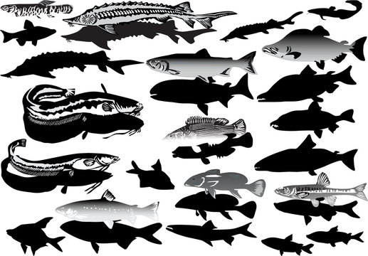 set of fishes and its silhouettes