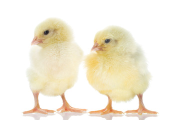 two chicks