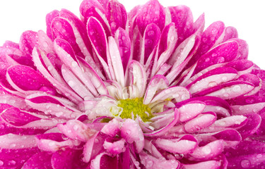 wet pink chrysanthemum flower