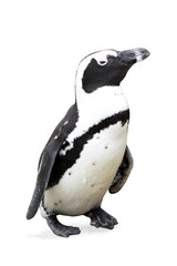 Jackass Penguin on white