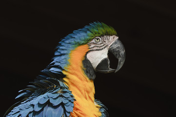 Blue and Yellow Macaw