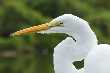 Great Egret