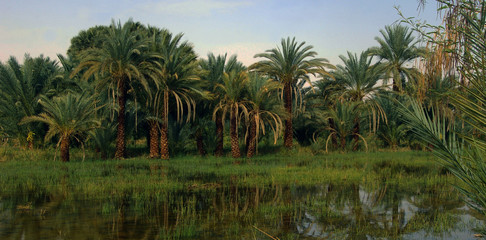 Palmeraie au bord du Nil.