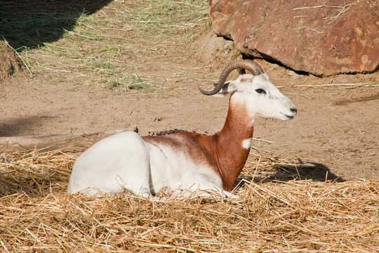 Dama Gazelle